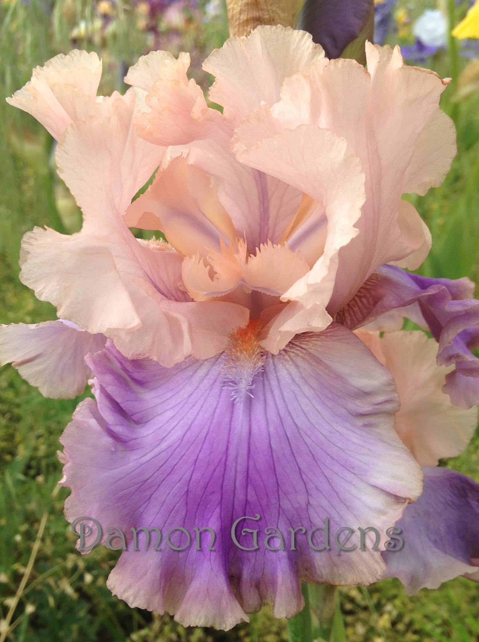 Iris Florentine Silk
